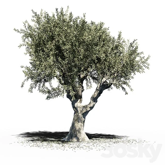 Olive Tree (Europa Olea) v2